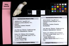 Foto (Objekt + Etiketten) von Gastrosacus eminens (Blaschke, 1911) 